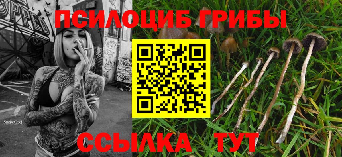 Псилоцибиновые грибы GOLDEN TEACHER Чапаевск